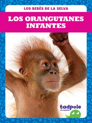 cover image of Los orangutanes infantes (Orangutan Infants)